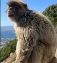 monkey