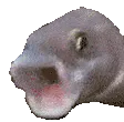 pogfish