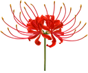 RP_spiderflo Discord emoji