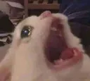 catscream