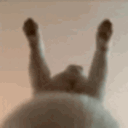 cat_hump Discord Emoji