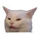 WhiteCat