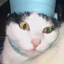 catinthehatevencloser