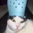 catinthehatcloser Discord Emoji