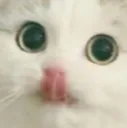 cat_lick2
