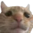 sadcat sadcat