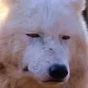 UN_WolFD UN_WolFD