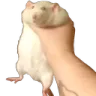 ratgrabbed