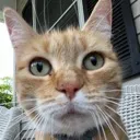 LampsCat LampsCat