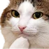 catthink