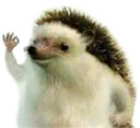HahaYes HahaYes