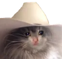 sadHatCat