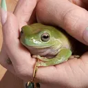 cheezfrog Discord Emoji