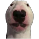 dogchamp