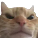 catangry catangry