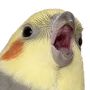 gasp