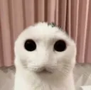 SusCatt