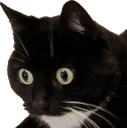 catWhat