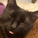 shaxxblep