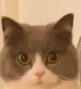 catstare