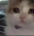 sad_cat