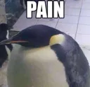 pain