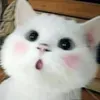 Flantic_what_uwu