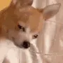 sadDOG sadDOG