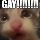 Cat Gay Discord Emoji