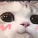 catUwU