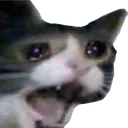 catcry