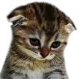 sadcat Discord Emoji