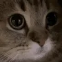 meow meow