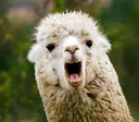 Llamapog