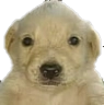 MS_QueCh Discord emoji