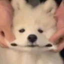 dogcheeks