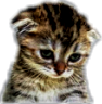 Wg_sadcat Discord emoji