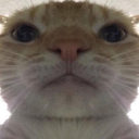 Wg_huhcat Discord emoji