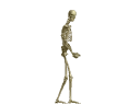 skeletong