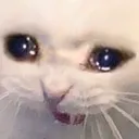cryingCat