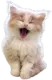yawncat Discord Emoji