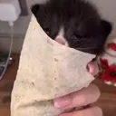 BuriCat