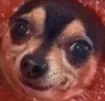 soupdog soupdog