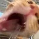 kittylick