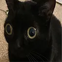 catshocked