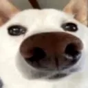 dabongobungus