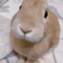 slungus
