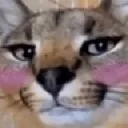 floppaBlush