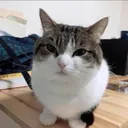 oh_the_misery