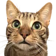 shurplTeddy